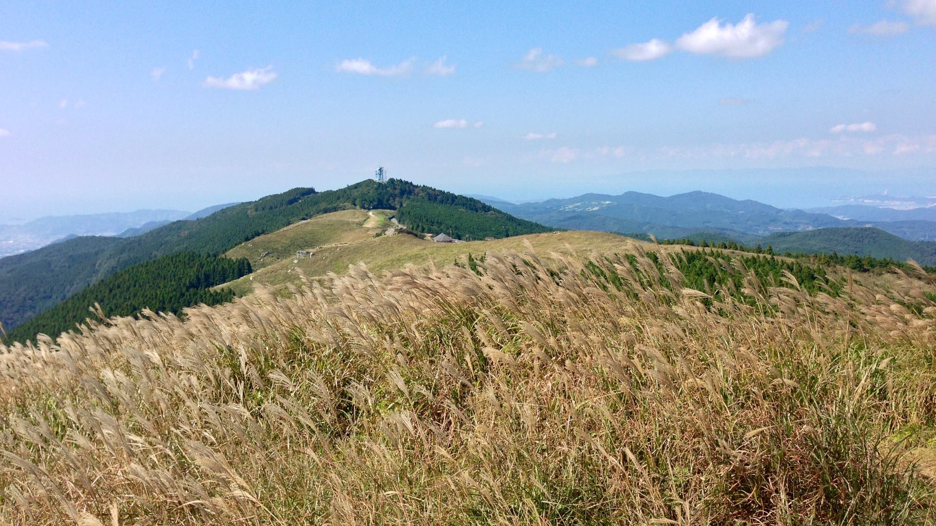紀美野町 生石高原のススキ野原